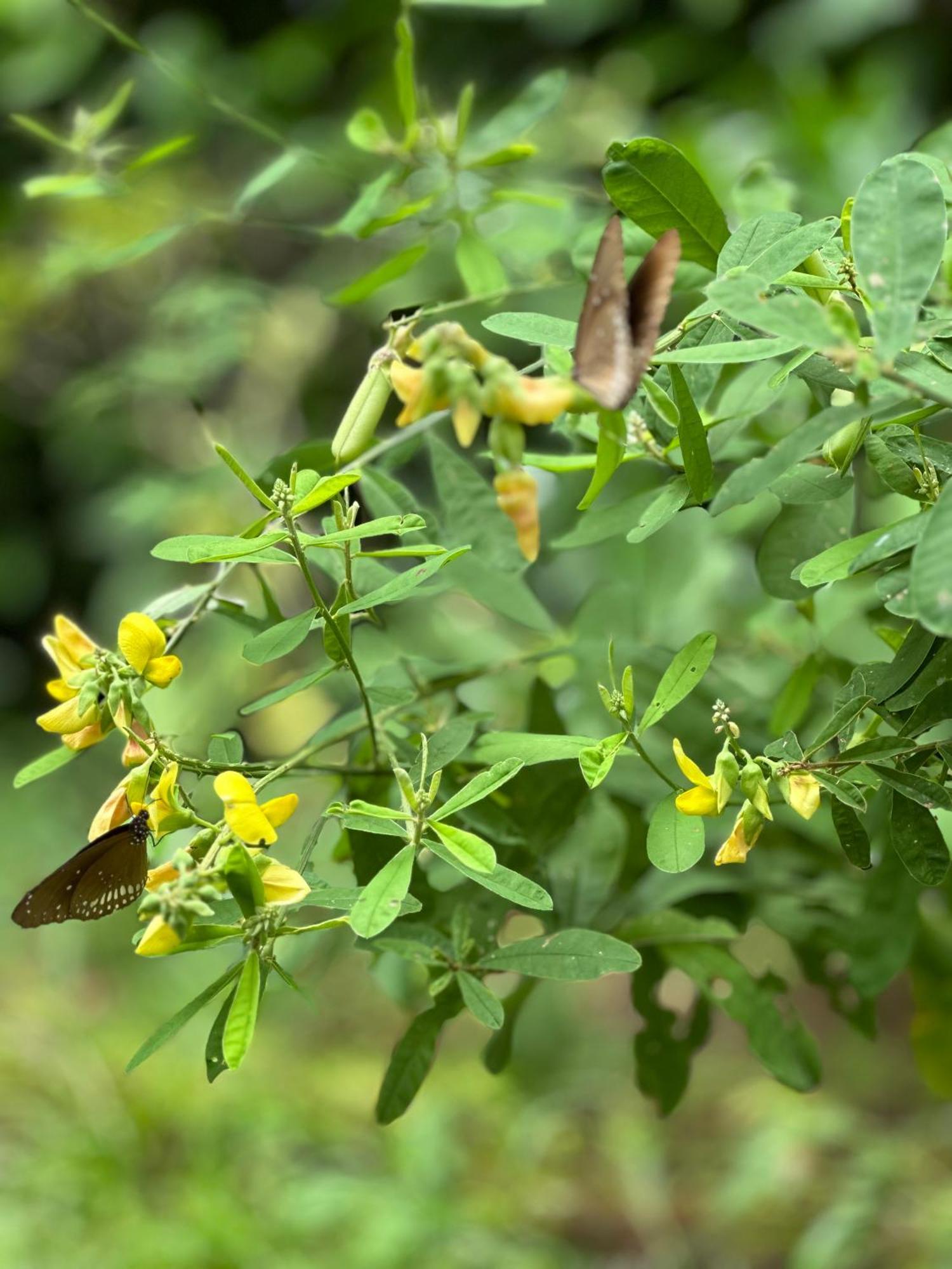 Sigiri Hibiscus Villa Sigiriya Luaran gambar