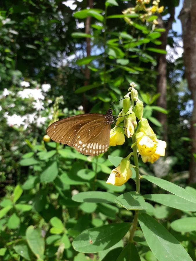 Sigiri Hibiscus Villa Sigiriya Luaran gambar